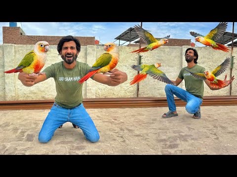 Pineapple Conure Breeder Pair Agya! ❤️