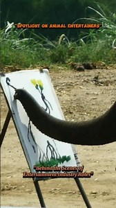 Top 5 The Animals That Are the Most Used in Entertainment