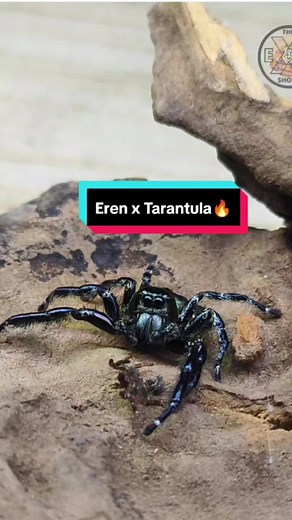 The ExoShort Official on TikTok