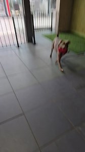 Malaya is at The Ontario Center and she is ready to play keep away with her toy she brought today! | Richland County Dog Warden's Office & Shelter