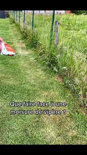 Comment réagir à une morsure de vipère ?