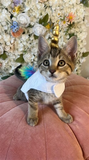 9 comments | PSA for all kitten foster moms: Guinea Pig costumes are perfectly kitten sized! #catcostume | Two Pretty Mutts | Facebook