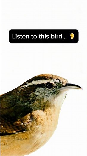 Carolina Wren Sound You’ll Never Forget 👀