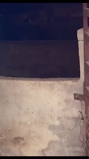 Playful Dogs Peeking Over a Concrete Ledge