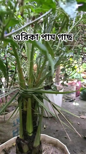 এরিকা পাম গাছ | Chand Bazar