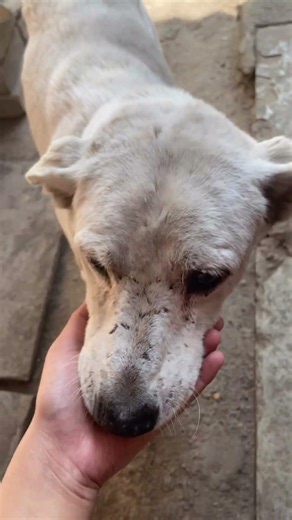 Street Dog Diaries | Rescue, Feeding & Adoption