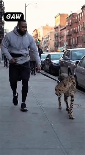 😱Cheetah vs Stray Cat: Urban Street Fight Chaos! Owner Loses Control Completely!"🥵#gepard #wildlife