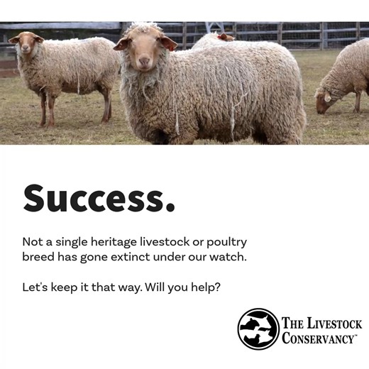 4.1K views · 192 reactions | Not a single heritage livestock or poultry breed has gone extinct under our watch — let’s keep it that way. Will you help? Donate now at www.livestockconservancy.org/donate #SaveOurGenetics #SupportFarms | The Livestock Conservancy | Facebook