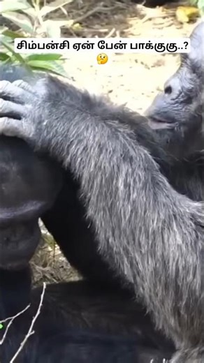 சிம்பன்சி ஏன் பேன் பாக்குது..? Facts about Chimpanzees behavior #tamil #chimpanzee #bioworld