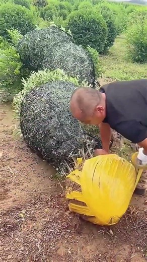 Smart Root Ball Wrapping Technique for Landscape Trees