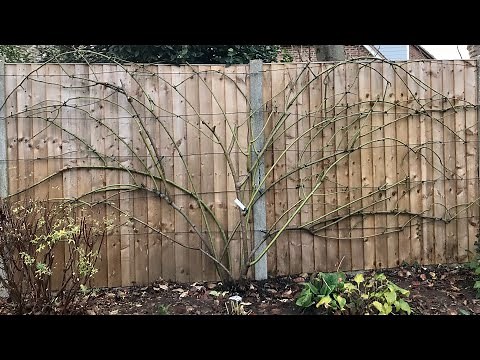 How To Train A Climbing Rose, How To Train Climbing Roses, Pruning Roses