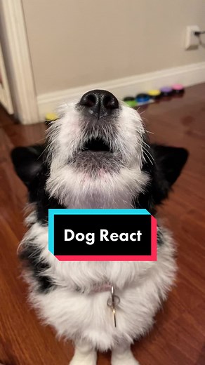 TikTok - Make Your Day