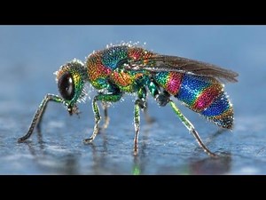 Top 10 Most Beautiful Insects in the World