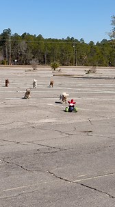 8 Yorkies VS Red Bird Remote Control Car CAUGHT IT!!! 🐦‍🔥🏎️🏁 Dad Panics!!! #racing #Yorkies #dogs #yorkshire #winner #NASCAR | Hawaiian Yorkies
