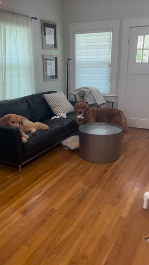 Rut roh bad Jeffy 😅 #goldenretriever | agoldennamedkevin