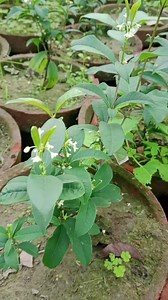 12 reactions · 4 comments | السلام علیکم sweet osmanthus plants on flowering. Fragnance bushes Plants available for sale Price 800 Location pattoki delivery available For order contact or Whatsapp 03457858830 #plants #outdoorplants #homegardening #flowers | Dogar Online Nursary and Kitchen Gardening Shop | Facebook