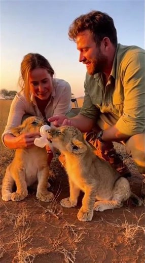 Man & His Wife Feeding Milk to Baby Lions 🥛🦁 | Cutest Wildlife Moment Ever