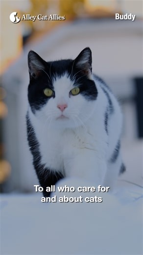 6.9K views · 415 reactions | Alley Cat Allies wishes you and the cats you care for the merriest and brightest holiday season!  | Alley Cat Allies | Facebook