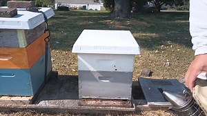 1.9K views · 22 reactions | Changing out an old bottom board with the new Bee Smart Designs IPM Bottom Board. #treatmentfree #beekeeping #honeybees | Swarmstead Bees and Gardening | Facebook