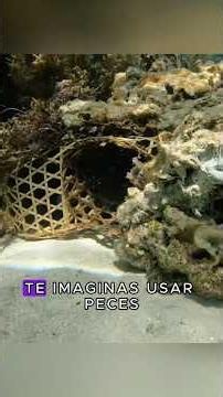 How much of a catch can you get by setting traps on the seabed?#fishing #seafishing #fyp #US