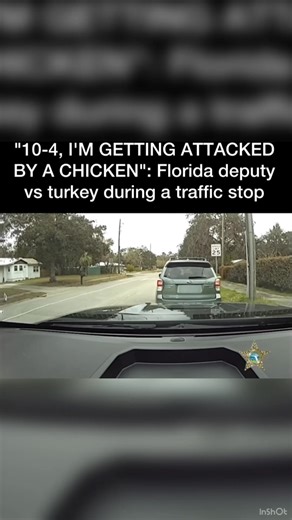 863K views · 20K reactions | "10-4, I'M GETTING ATTACKED BY A CHICKEN." Only in Florida would a traffic stop turn into a showdown with a turkey! 旅 This deputy clearly wasn’t expecting that when the call came in. Sometimes, the job comes with a few extra surprises. #NFOP #BackTheBlue #FloridaLife #PoliceHumor #OnlyInFlorida #DeputyVsTurkey #UnexpectedCalls #ThinBlueLine #PoliceWithHeart | National Fraternal Order of Police | Facebook