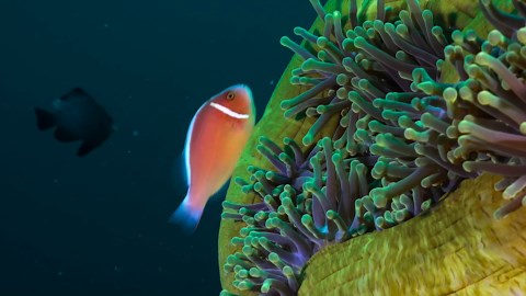 Sea turtle swimming over coral reef