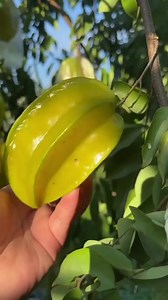 Ի՞նչ միրգ է սա 🌟🤔🌟 | Gazar.am