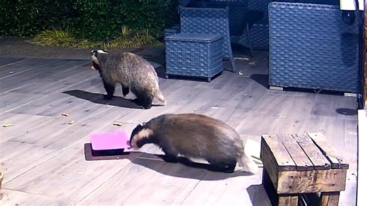 13K views · 1.6K reactions | Little Boo joined by Bramble. Bramble leave my bird bath alone and he wasn’t going to miss out on a honey sandwich 索 They obviously are at ease with each other so I presume Bramble is from one of the 8 setts within Mr Lumpy’s territory. Sadly still no Bracken 說說❤️ | Mr Lumpy & Friends. | Facebook