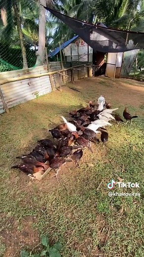 Exploring Province Life Through Sabong Culture