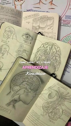 Descubre tu estilo de aprendizaje kinestésico