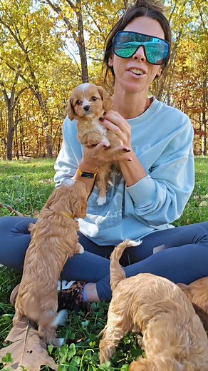 196K views · 2.8K reactions | ALL CAVAPOOS FROM THIS SWEET LITTER HAVE FOUND BESTIES!! Cavapoo besties ❤️ | K&K's PUPPY Kingdom | Facebook