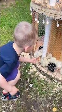DIY Chicken Coop With Automatic Feed and Water 😯 #crazy #youtube #diy #didyouknow #foryou