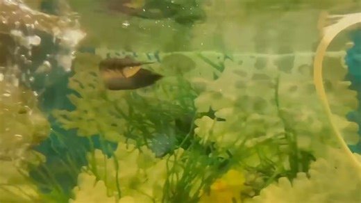 2.1K views · 159 reactions | The Black Arowana, native to the...