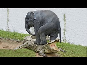 日光浴のために上陸したワニはゾウに激しく襲われました - どうなるのでしょうか?