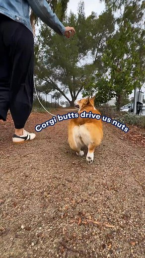 Score a feast of savings on your favorite turkey’s favorite things.  Limited time only! | Petco | Facebook