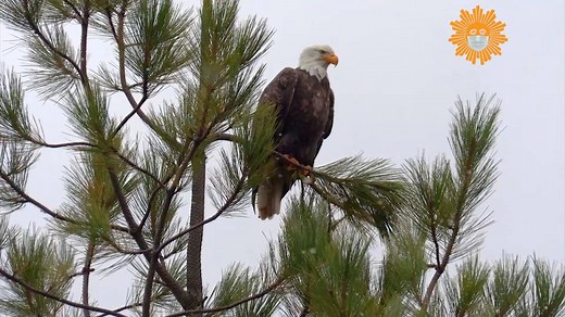 353K views · 15K reactions | Do Nothing For Two Minutes  Take a minute, turn up the volume as we take you among bald eagles at Lake Coeur d'Alene in Idaho. Videographer: Hank Heusinkveld. https://cbsn.ws/3b0csvX | CBS Sunday Morning | Facebook
