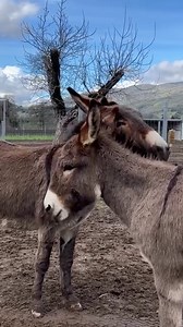 1.2K views · 352 reactions | We’re pretty sure that donkeys invented...