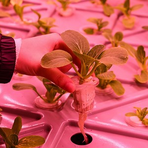 [Hot Item] Hydroponic Container Plant Factory 40FT Shipping Container Farming