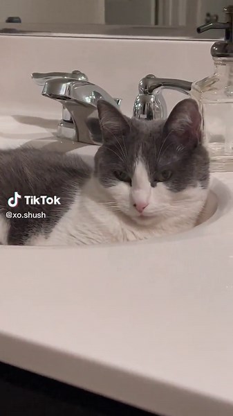 #compass #catsoftiktok #kitty #guardcat