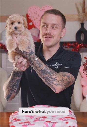 Why Maltipoo Puppies Are Perfect for First-Time Owners