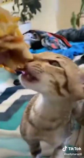 cat eating burger
