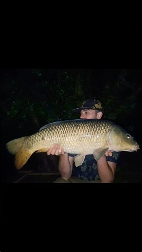 BIG BULLHEAD COMMON CARP #commoncarp #bigcarp #carp