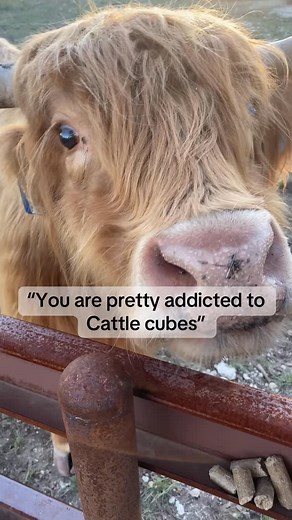 She is but…. #highlandcow #cow #fluffycow #highlands #fluffy #farmanimals | Duncan Ranch and Miniature Livestock