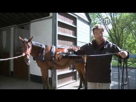 Attelage - Harnacher son cheval - 6 - Mise en place des guides