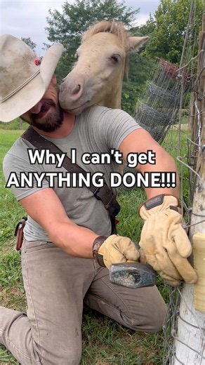 Why I Can’t Get Anything Done… 😂🐴 #horses #ponies