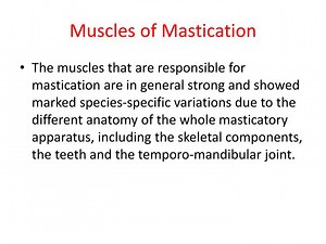 Muscles of Mastication - SlideServe