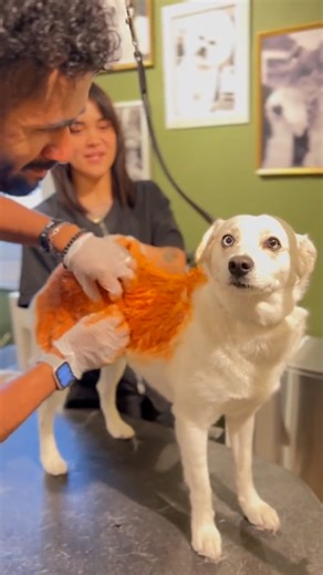 Looking foxxy! 🦊 | Furry Tails