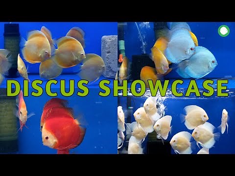 You've NEVER Seen Discus Like This Before | Exclusive Peek Inside OZ Discus, Relaxing Discus Gallery