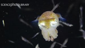 An adorably cute Bobtail squid swimming among krill. These tiny cephalopods emit light thanks to a colony of symbiotic bioluminescent bacteria. ALEXANDER SEMENOV/SCIENCE PHOTO LIBRARY | Science Photo Library