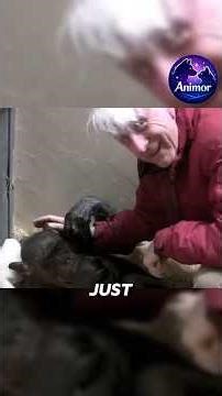 This Dying Chimp Recognized Her Old Friend..After 44 Years 😭❤️